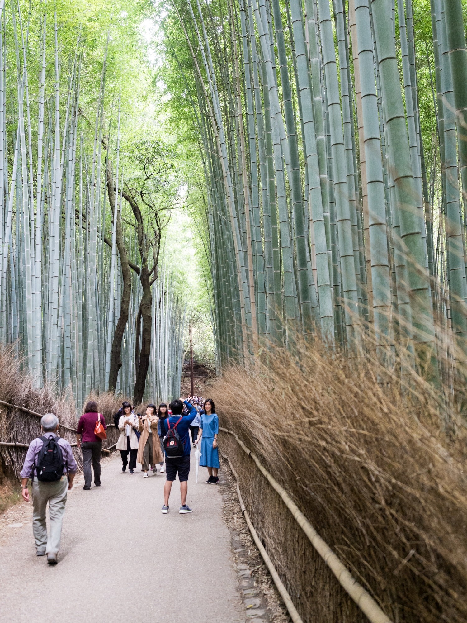 Zugang im Bambuswald von Kyoto